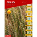 Blé tendre d'hiver - Emilio