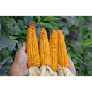 Saatmais - Likeit Öko (S180 K180) DSV