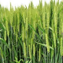 Trigo blando de invierno - Nudel - Aristado