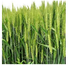 Trigo blando de Invierno - Alhambra - Aristado