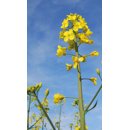 Colza oleaginosa híbrida - RGT BEATRIX CL