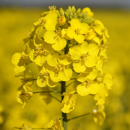 DK EXCITED  | Hybrider Winterraps