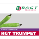 Féverole de printemps - RGT Trumpet
