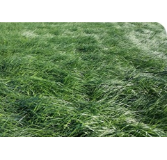 Ray-grass inglés tetraploide - Elena DS - R1