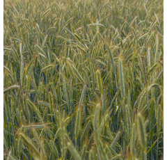 KWS Tayo BIO - Hybrider Winterroggen