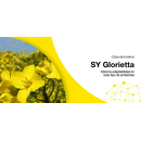 Colza oleaginosa híbrida - SY Glorietta