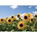 Sonnenblume - LS Luminal BIO
