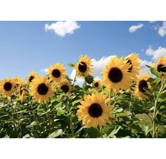 Sonnenblume - LS Luminal BIO