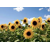 Sonnenblume - LS Luminal BIO
