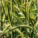 Winterroggen - TURBOGREEN