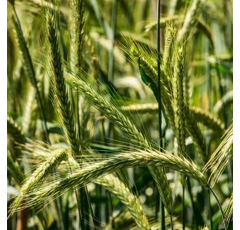 Seigle fourrager d'hiver - Powergreen - BIO