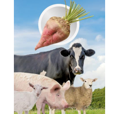 Betterave fourragère - Tarine