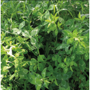 Trébol vesiculoso- Ecológico