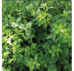 Trébol vesiculoso- Ecológico