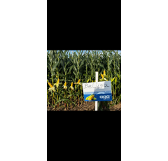 Saatmais - Beluga (S250 K260) | AGASAAT