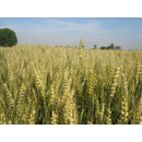 Trigo blando de primavera - LG Acorazado - Aristado