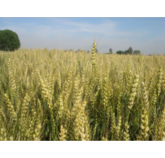 Trigo blando de primavera - LG Acorazado - Aristado