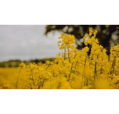 SY Floretta | Hybrider Winterraps