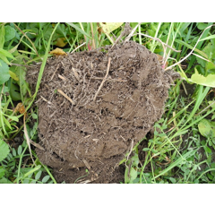 TerraLife BetaSola | Zwischenfruchtmischung