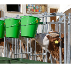 Niche à veau Premium XXL avec enclos