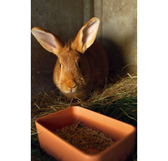 Mangeoire plastique rectangulaire simple 500 ml - CHICK'A