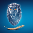 KWS Tayo BIO - Hybrider Winterroggen