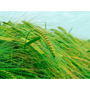 Cebada de invierno - LG ROSELLA