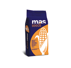 MAS 23.G - Maïs 270 - G1 : grain précoce
