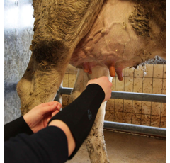 Paire de manchettes de laiterie en néoprène - SEPTICARE