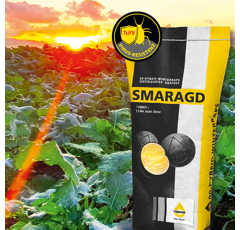 Smaragd | Hybrider Winterraps