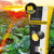 Smaragd | Hybrider Winterraps