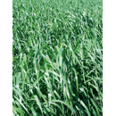 Ray-grass Westerwold - Vallivert (4n)