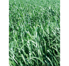 Ray-grass Westerwold - Vallivert (4n)