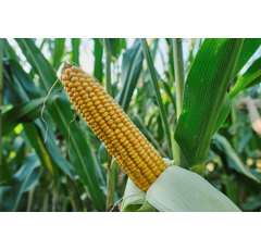 Saatmais - ES Bond (S240) LIDEA