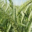 Triticale - Dublet
