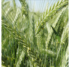 Triticale - Dublet