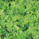 Vesce commune de printemps - Marianna - BIO