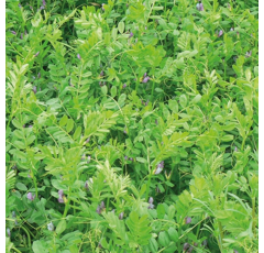 Sommerwicke - MARIANNA - BIO