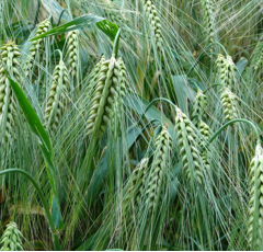 Triticale - Dublet - BIO