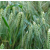 Triticale - Dublet - BIO
