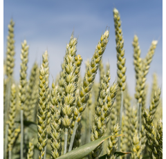 Sommerweizen - KWS Jordum