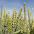 Sommerweizen - KWS Jordum
