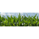 Saatmais - Beegees - S240 / K240