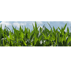 Saatmais - Beegees - S240 / K240