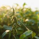 Soja 000 - CANTATE PZO