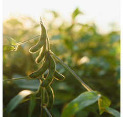 Soja 000 - CANTATE PZO