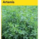 Luzerne flamande   - Artemis - BIO