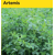 Luzerne flamande   - Artemis - BIO