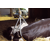 Elévateur gros gris pour bovins 900 kg - KAMER