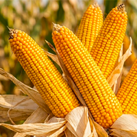 Maïs